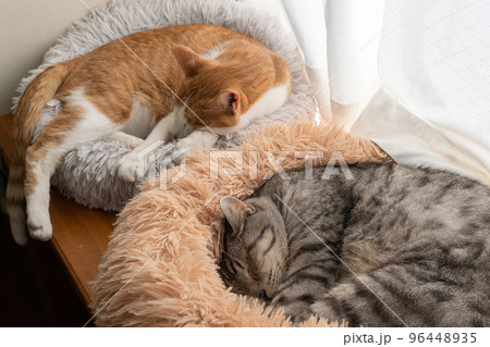 窓辺で眠る二匹の猫 窓辺で眠る二匹の猫 96448935