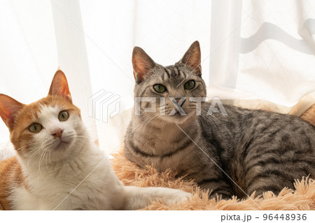 窓辺の猫 96448936