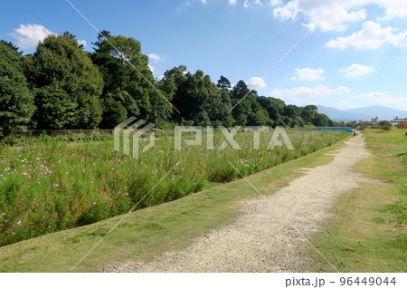 大阪・古市 秋の応神天皇稜古墳 外濠外堤 大阪・古市 秋の応神天皇稜古墳 外濠外堤 96449044