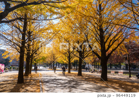 《東京都》黄葉のイチョウ並木・秋の光が丘公園 96449119
