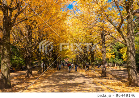 《東京都》黄葉のイチョウ並木・秋の光が丘公園 96449146