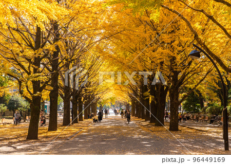 《東京都》黄葉のイチョウ並木・秋の光が丘公園 96449169