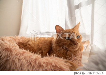 窓辺の猫　茶トラ猫 96449264