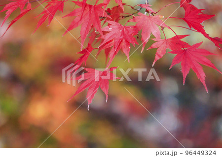 紅葉見頃な吉野神宮 96449324