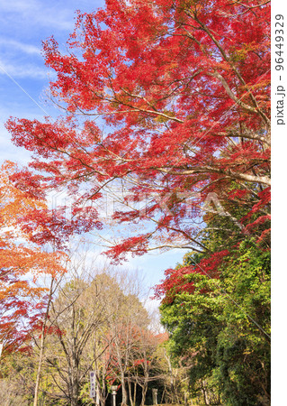 紅葉見頃な吉野神宮 96449329