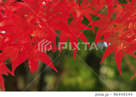 紅葉見頃な吉野神宮 紅葉見頃な吉野神宮 96449344