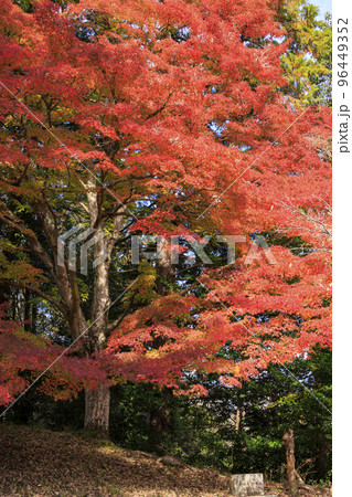 紅葉見頃な吉野神宮 96449352