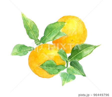 水彩で描いた葉付き柚子のイラスト 白バック 96449796