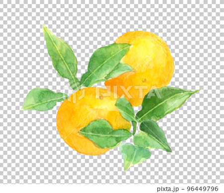 水彩で描いた葉付き柚子のイラスト 白バック 96449796