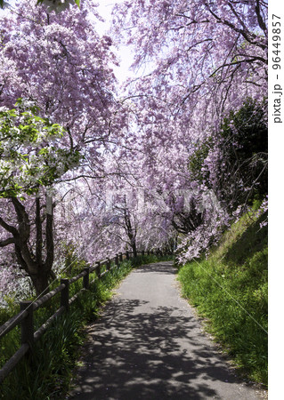 枝垂れ桜の遊歩道 枝垂れ桜の遊歩道 96449857