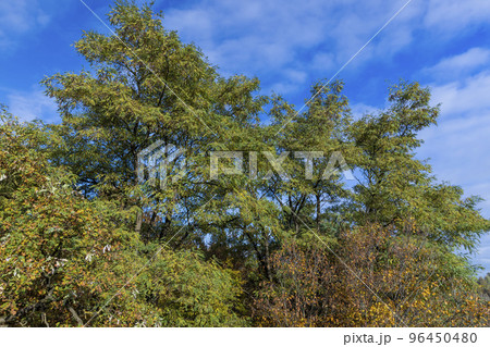 A forest with different trees in the autumn season 96450480