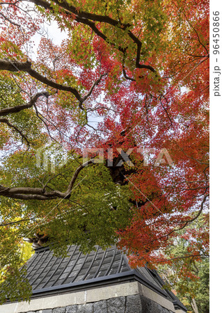 安勝寺の紅葉【長崎県諫早市金谷町】 96450866