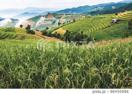 landscape of Rice terrace at Ban pa bong piang in Chiang mai Thailand 96450986