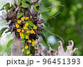 Dendrobium chrysotoxum Lindl. 96451393