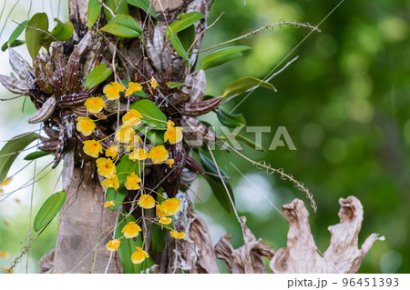 Dendrobium chrysotoxum Lindl. 96451393