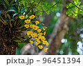 Dendrobium chrysotoxum Lindl. 96451394
