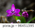 Purple wild orchid. 96451395