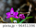 Purple wild orchid. 96451396