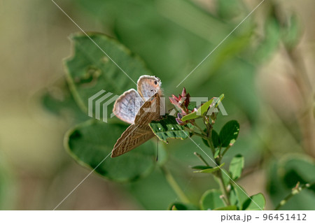 シジミチョウ科ツバメシジミ♀の産卵行動 96451412