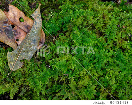 苔図鑑シノブゴケ科オオシノブゴケ 96451413