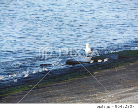 検見川浜の護岸で給餌中のミユビシギとセグロカモメ 検見川浜の護岸で給餌中のミユビシギとセグロカモメ 96452807