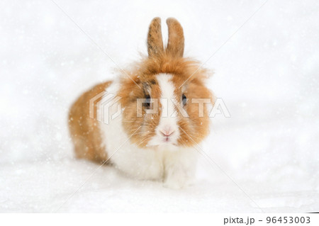 Cute baby rabbit in the snow Cute baby rabbit in the snow 96453003