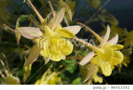 Flowers aquilegia or catchment close-up beautiful and delicate 96453392