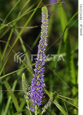 Flowers Veronica spiky is a perennial herbaceous plant, a species of the genus Veronica, the Plantain family Flowers Veronica spiky is a perennial herbaceous plant, a species of the genus Veronica, the Plantain family 96453591