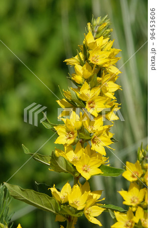 Yellow or Garden Verbeynik is a plant with delicate yellow flowers Yellow or Garden Verbeynik is a plant with delicate yellow flowers 96453606