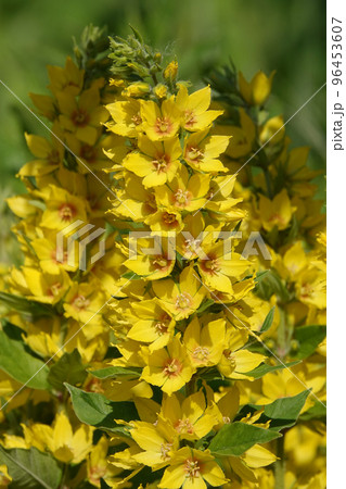 Yellow or Garden Verbeynik is a plant with delicate yellow flowers Yellow or Garden Verbeynik is a plant with delicate yellow flowers 96453607