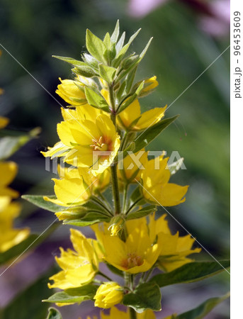 Yellow or Garden Verbeynik is a plant with delicate yellow flowers Yellow or Garden Verbeynik is a plant with delicate yellow flowers 96453609