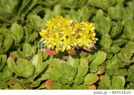 Yellow or Garden Verbeynik is a plant with delicate yellow flowers Yellow or Garden Verbeynik is a plant with delicate yellow flowers 96453610