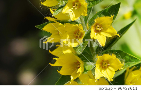 Yellow or Garden Verbeynik is a plant with delicate yellow flowers Yellow or Garden Verbeynik is a plant with delicate yellow flowers 96453611