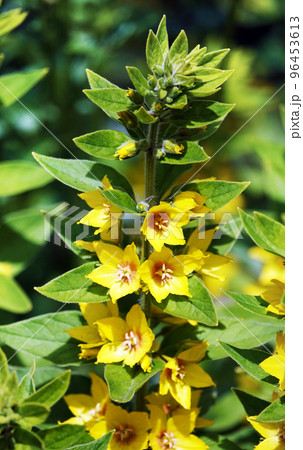 Yellow or Garden Verbeynik is a plant with delicate yellow flowers Yellow or Garden Verbeynik is a plant with delicate yellow flowers 96453613