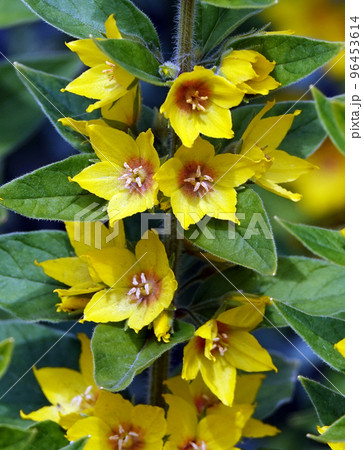 Yellow or Garden Verbeynik is a plant with delicate yellow flowers 96453614