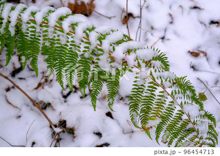Early snow. Autumn thickets of ferns are covered by the unexpected snow of southern, subtropical forests. Snow covered fern leaves Early snow. Autumn thickets of ferns are covered by the unexpected snow of southern, subtropical forests. Snow covered fern leaves 96454713