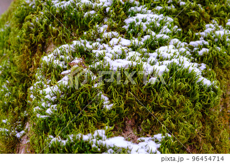 Texture of moss on a tree covered with snow 96454714
