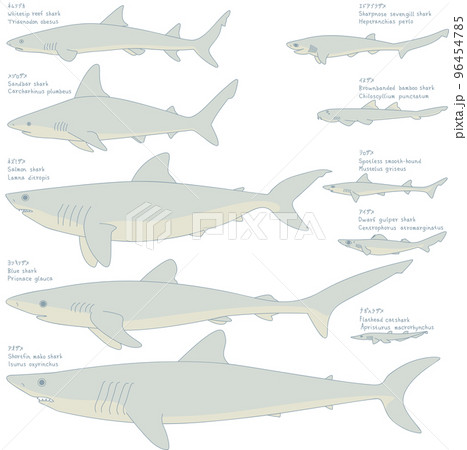 10種類のサメのイラストのイラスト素材