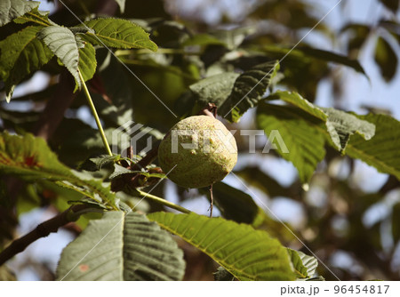 Horse-chestnuts. Aesculus hippocastanum. Horse-chestnuts. Aesculus hippocastanum. 96454817