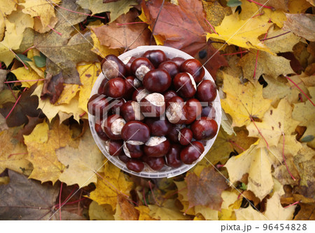 Horse-chestnuts. Aesculus hippocastanum. Horse-chestnuts. Aesculus hippocastanum. 96454828