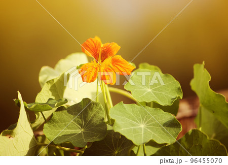 Beautiful flowers of nasturtiums. 96455070