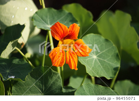 Beautiful flowers of nasturtiums. 96455071