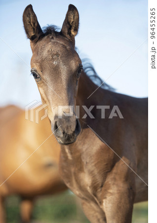 portrait of  black little foal.   sunny summer  day. close up 96455265