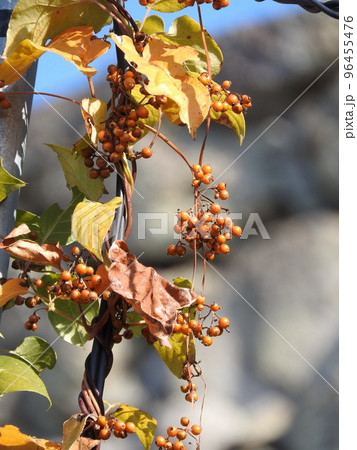 ヘクソカズラの実 96455476