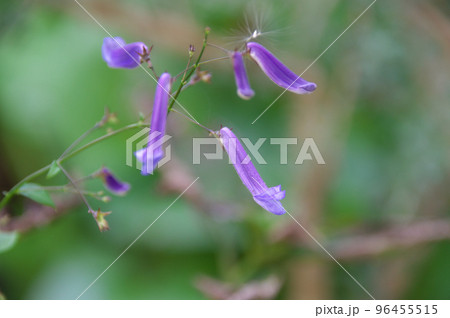 セキヤノアキチョウジ セキヤノアキチョウジ 96455515