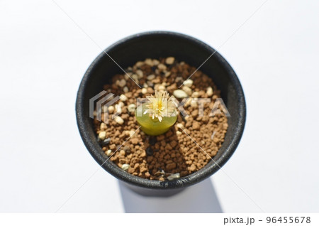 小さな黄色い花をつけたコノフィツムの鉢植え　　 96455678