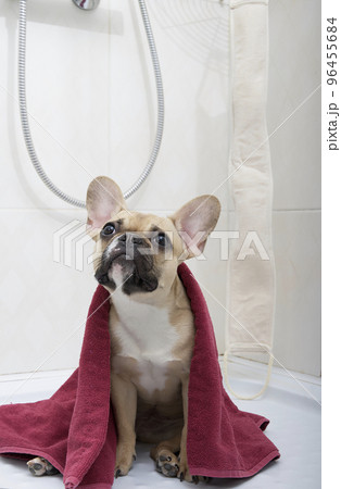 French bulldog breed dog sits in the shower wrapped in a large red towel after taking a shower carefully looking up. Reception of water procedures for hygiene by a dog. French bulldog breed dog sits in the shower wrapped in a large red towel after taking a shower carefully looking up. Reception of water procedures for hygiene by a dog. 96455684