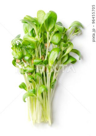 Bunch of fenugreek microgreens. Fresh and ready-to-eat seedlings, shoots, cotyledons and young plants of Trigonella foenum-graecum, used as herb, leaf vegetable, garnish and in traditional medicine. 96455705