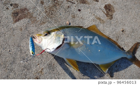 釣れたカンパチ 96456013