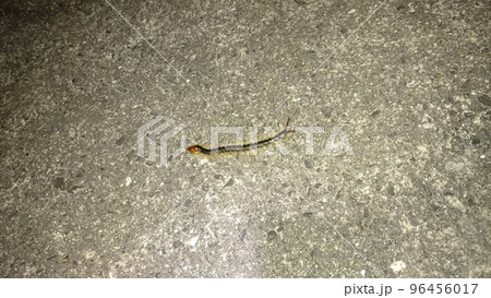 百足 百足 96456017